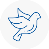 Bird Prevention St Austell
