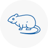 Rat Control St Austell