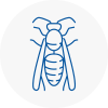 St Austell Wasp Nest Removal